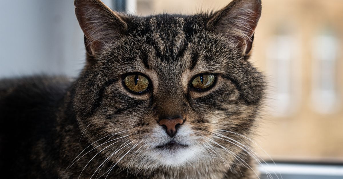 Cat Food for Hyperthyroidism: Dietary Management