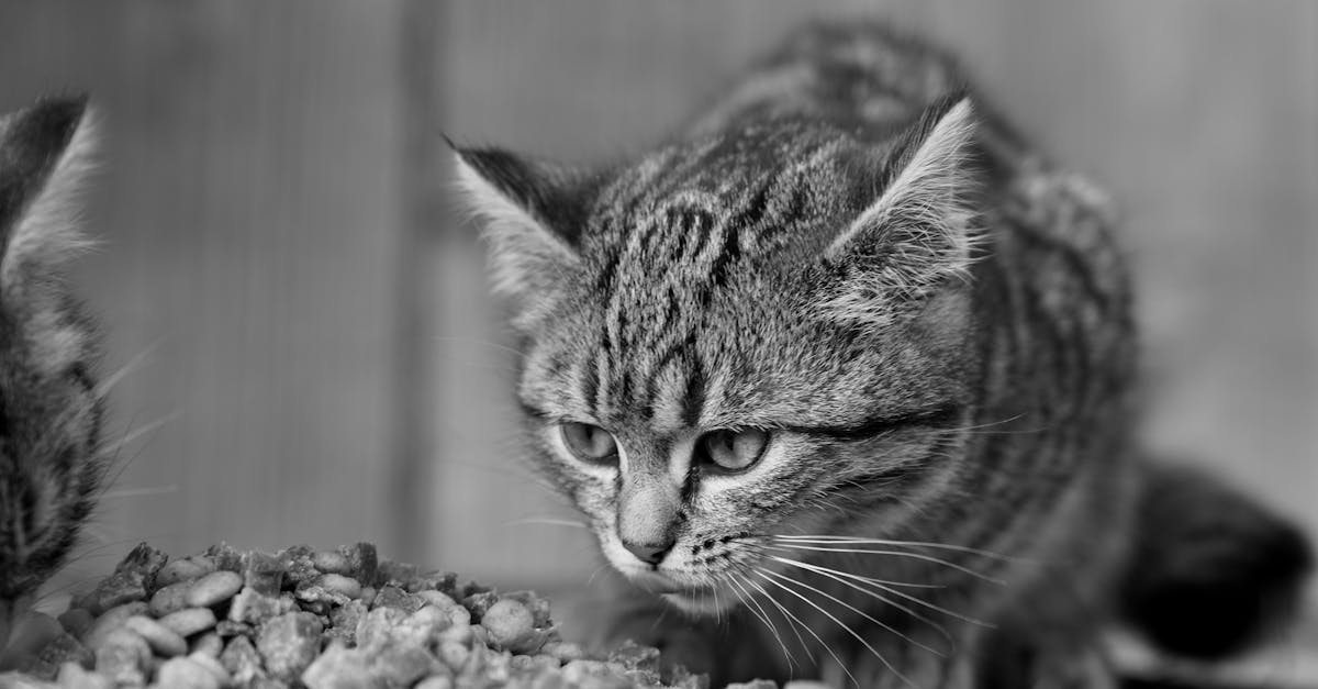 Cat Food for IBD: Managing Inflammatory Bowel Disease