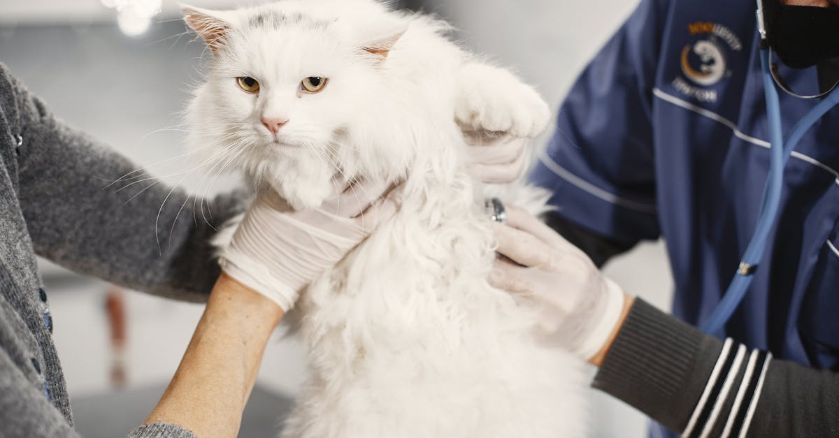 Cat Food for Joint Health: Glucosamine and Mobility Support