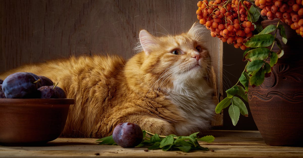 Best Cat Food for Kidney Disease: Renal Diet Guide
