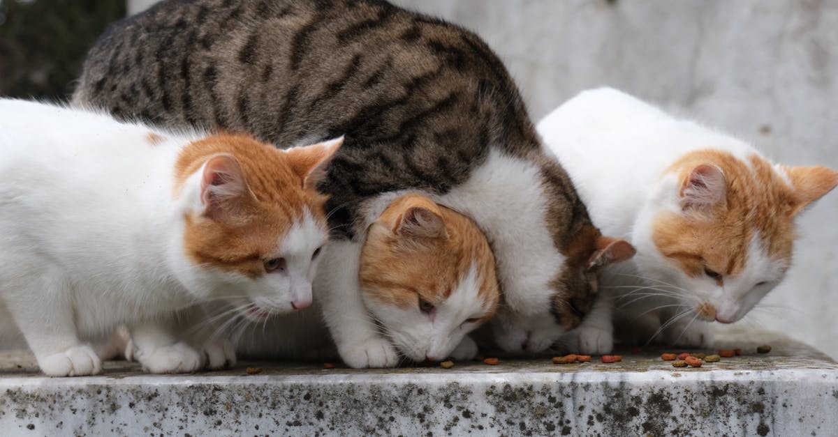 Cat Food for Multi-Cat Households: Feeding Different Needs