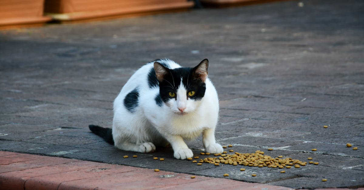 Cat Food for Pancreatitis: Low-Fat Dietary Management