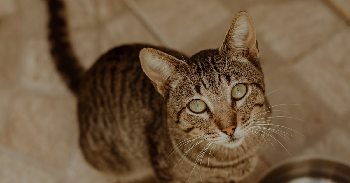 Cat Food Recalls: How to Stay Safe and Informed