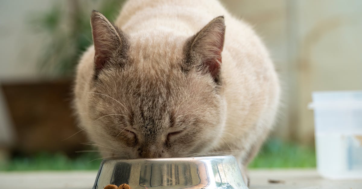 Cat Food for Sensitive Stomachs: Best Options