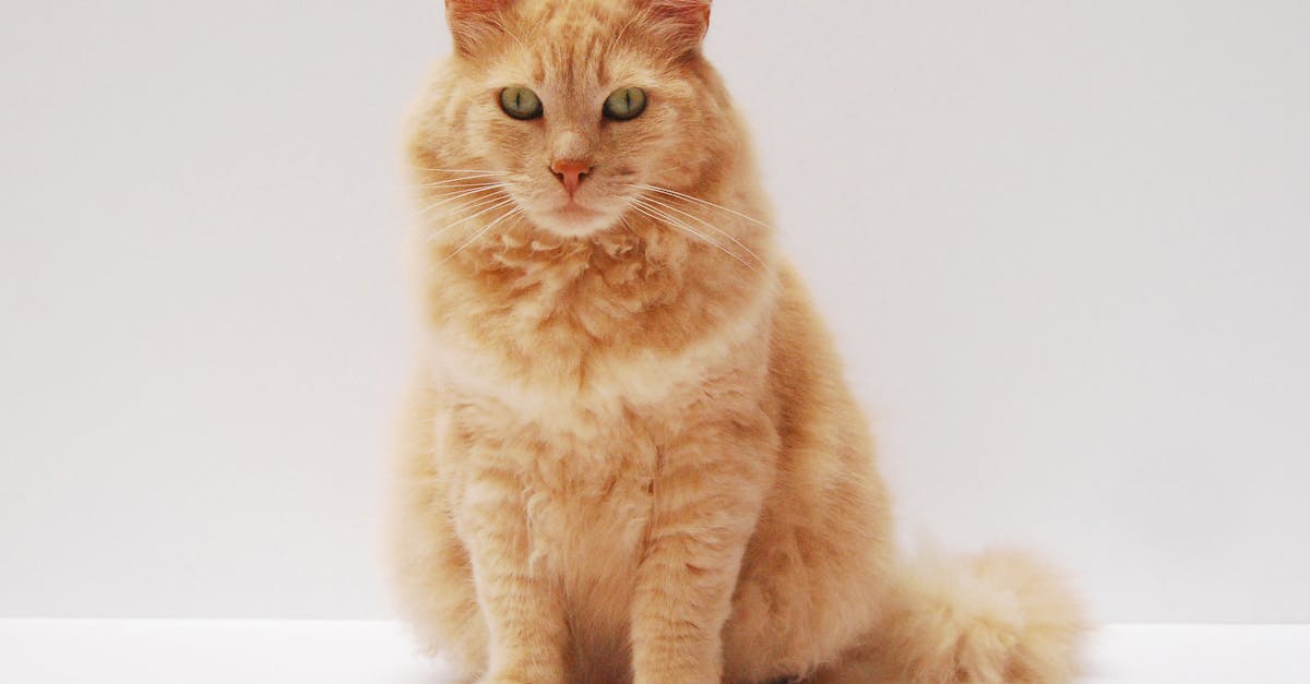 Cat Food for Skin and Coat Health