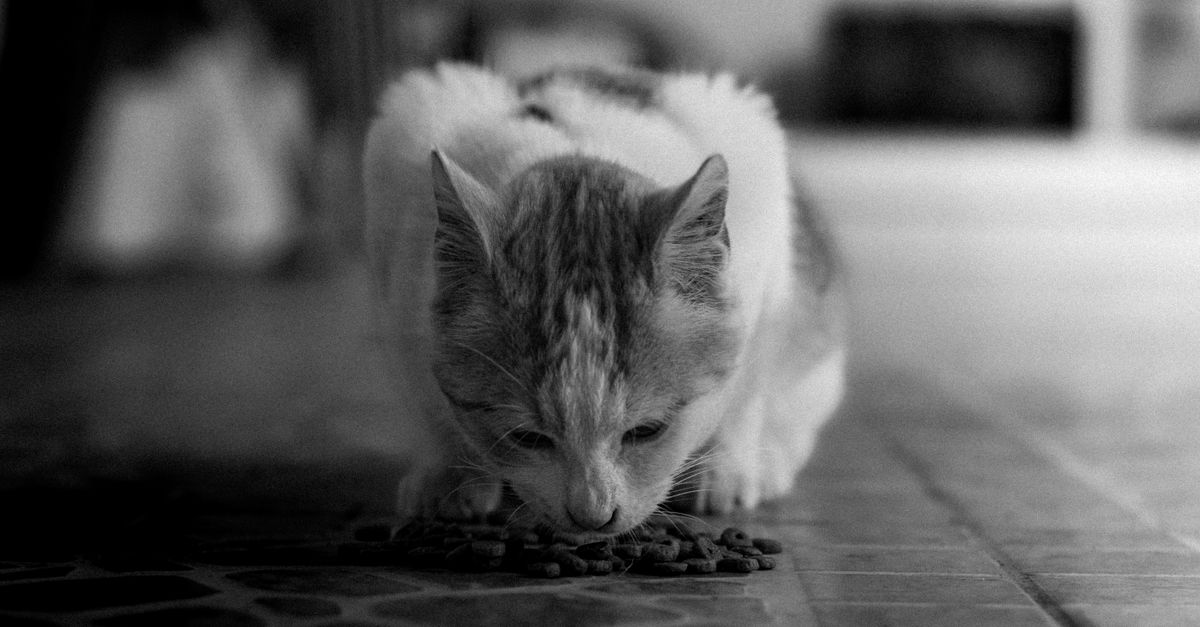Cat Food Texture Guide: Pate, Shreds, Chunks, and More