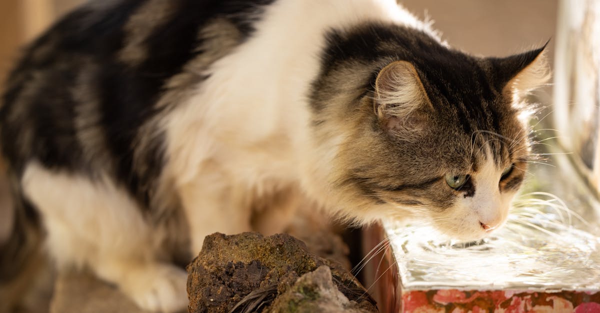 Cat Food for Urinary Health: Preventing FLUTD and Crystals
