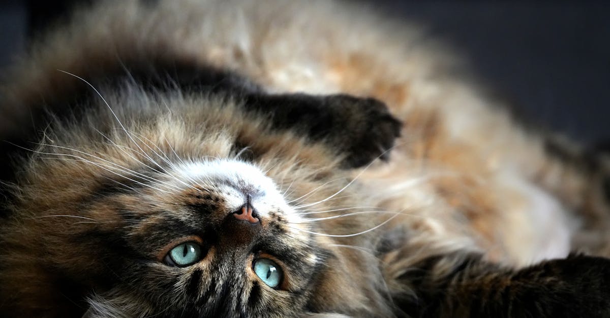 Cat Food for Weight Loss: Helping Your Overweight Cat
