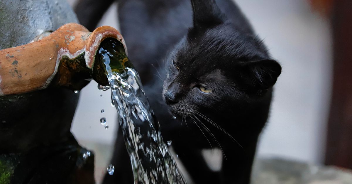 Cat Hydration Guide: Getting Your Cat to Drink More Water