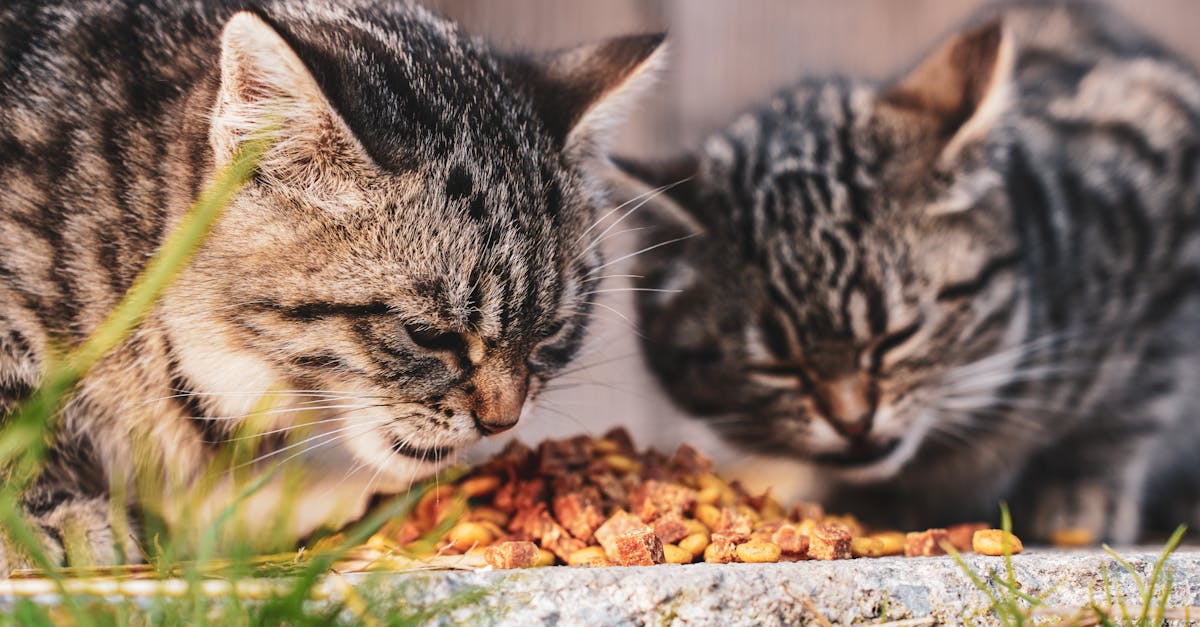Cat Nutrition Myths Debunked: 15 Common Misconceptions