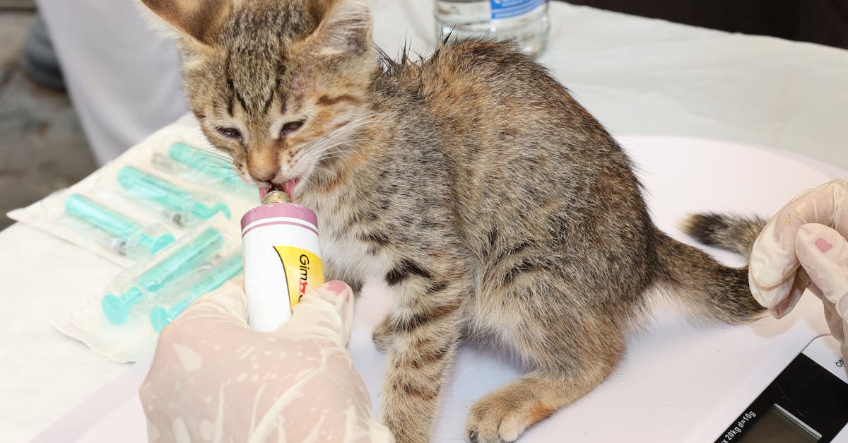 Foods Toxic to Cats: Complete Poison Guide
