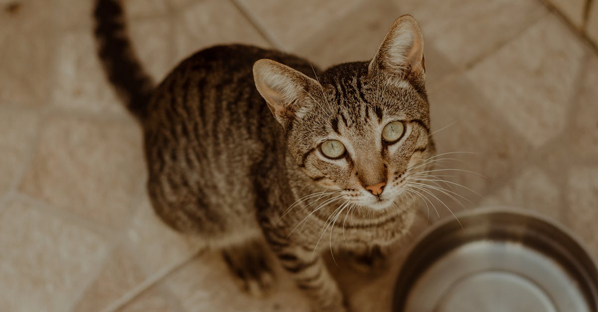 Freeze-Dried Cat Food: Is It Worth the Price?