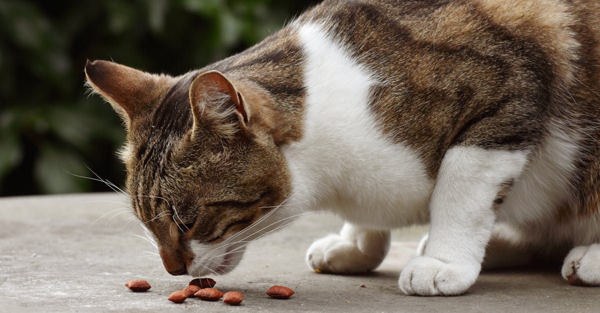 Grain-Free Cat Food: Is It Really Better?
