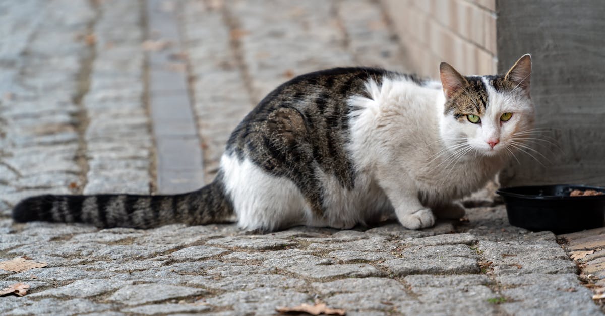 How Much Should I Feed My Cat? Complete Feeding Guide