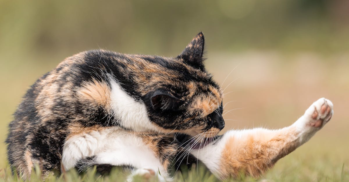 Omega-3 and Fish Oil for Cats: Complete Guide