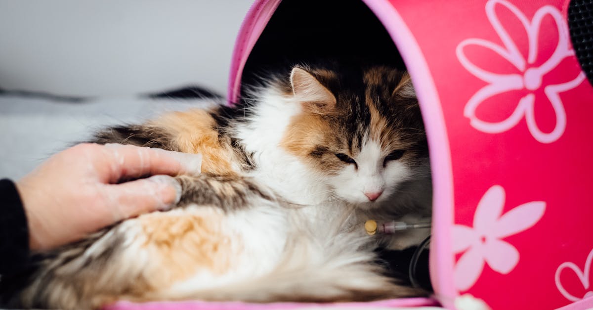 Prescription Cat Food: When Your Cat Needs a Medical Diet