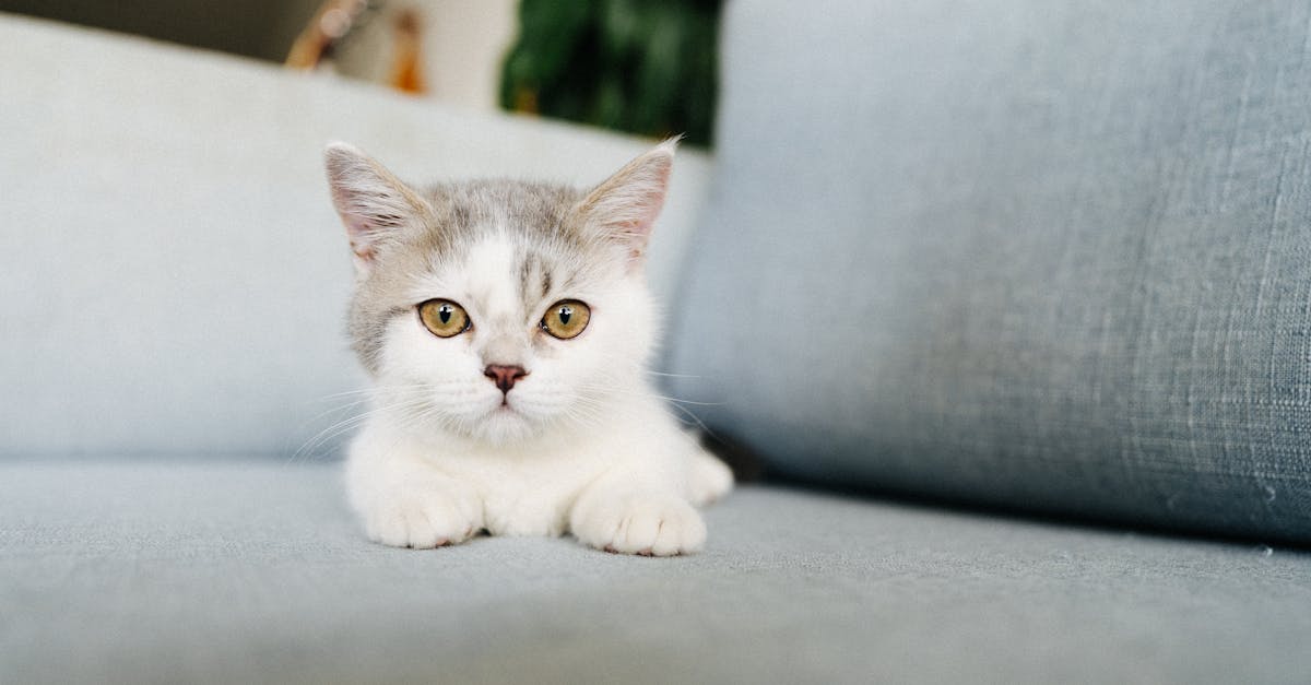 Probiotics for Cats: Do They Actually Work?
