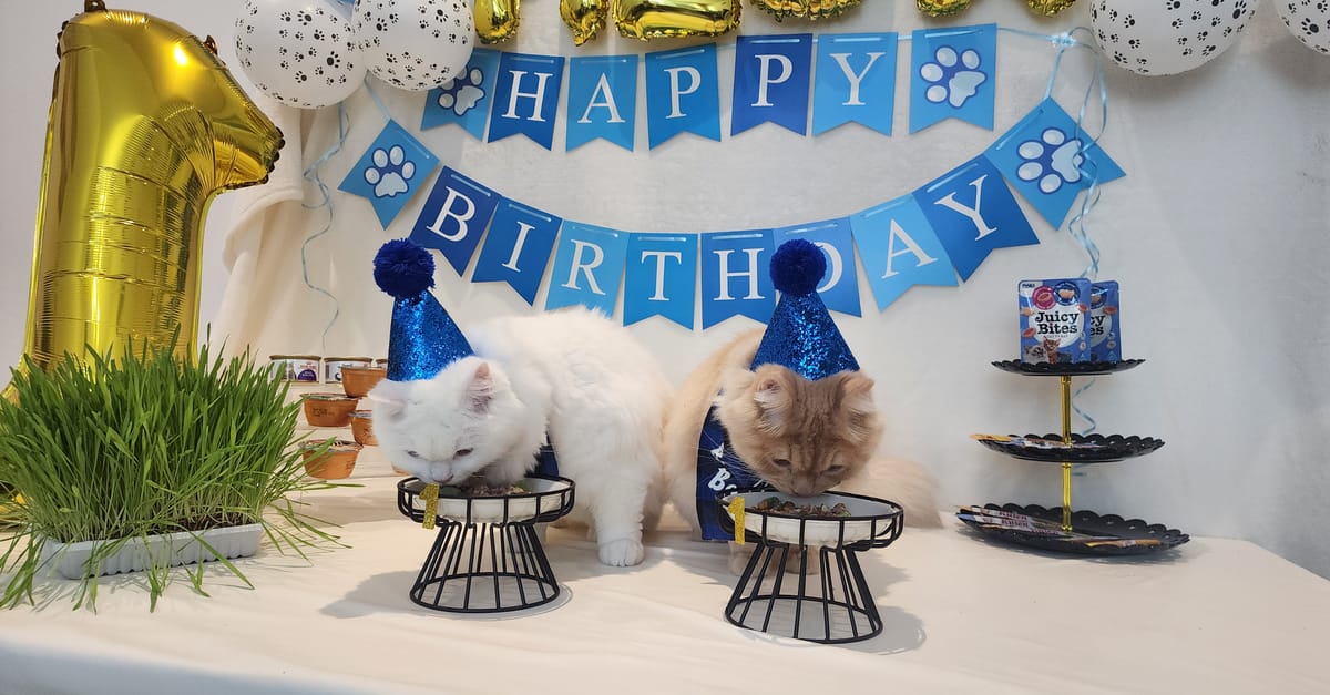 Switching Cat Food: How to Transition Safely