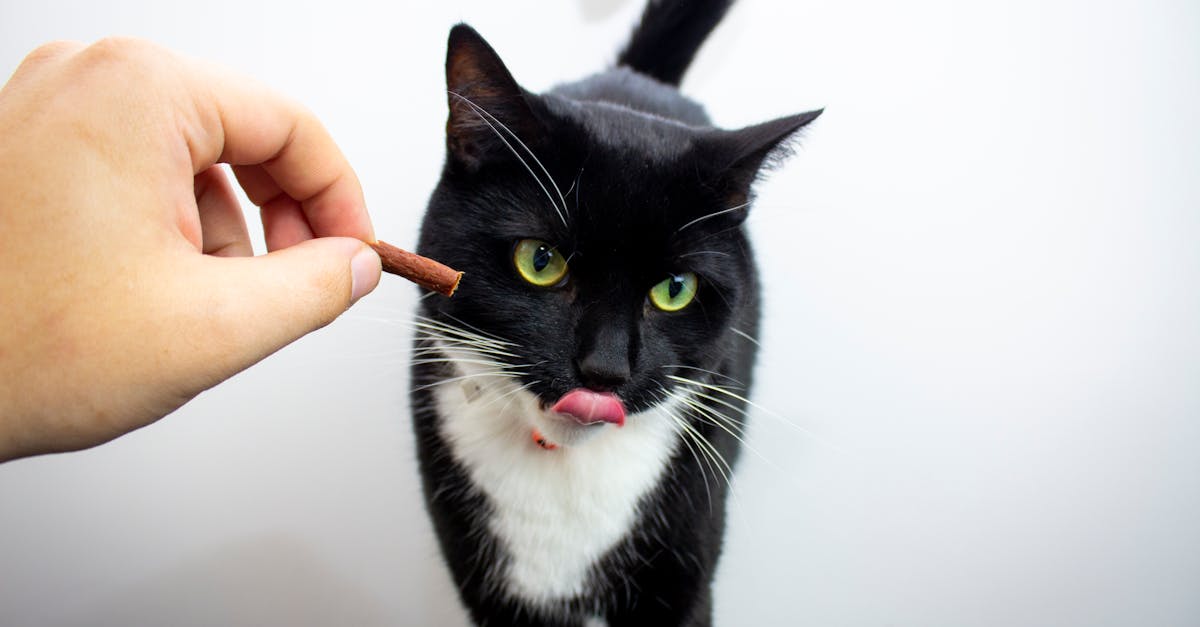 Taurine for Cats: The Essential Amino Acid Explained