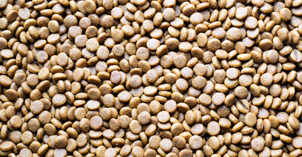 Wet vs Dry Cat Food: The Complete Comparison