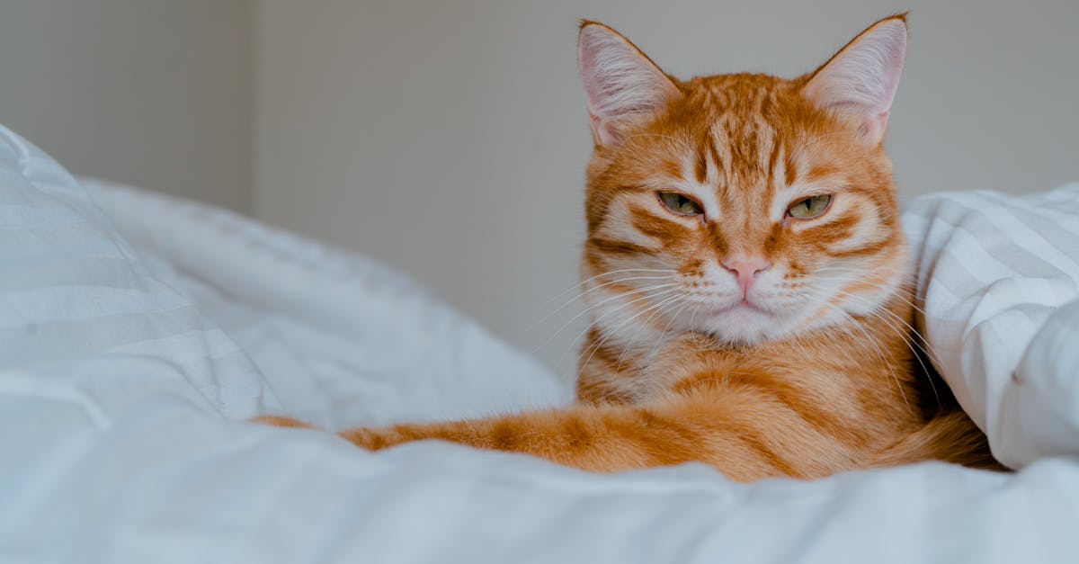Cat Anxiety and Stress: Health Effects and Solutions