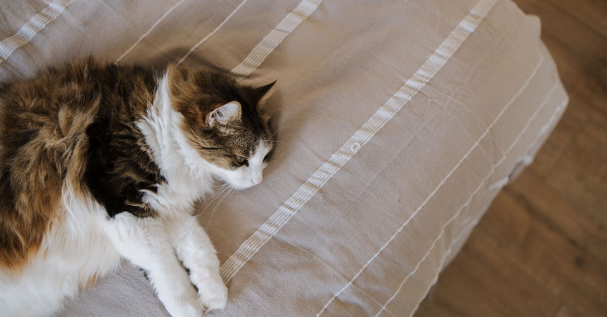 Cat Arthritis: Hidden Pain and Modern Treatment