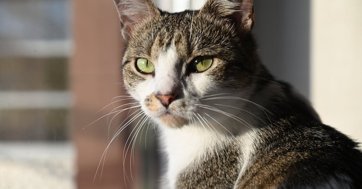 Cat Cancer: Types, Symptoms, and Treatment Options