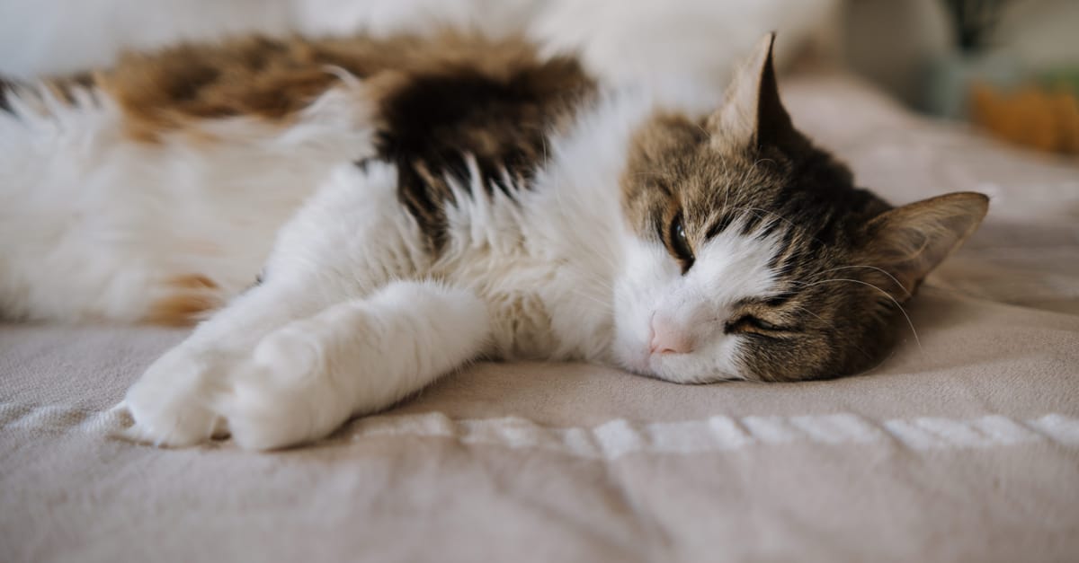 Cat Cognitive Dysfunction: Feline Dementia in Senior Cats