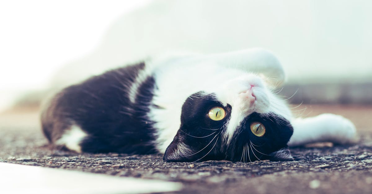 Cat Constipation and Megacolon: Prevention and Treatment
