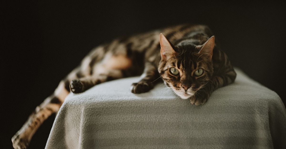 Cat Dental Care Guide: Teeth Cleaning and Oral Health