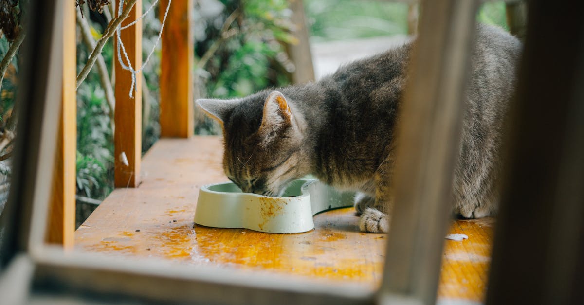 Cat Diarrhea: Causes, Treatment, and When to Worry