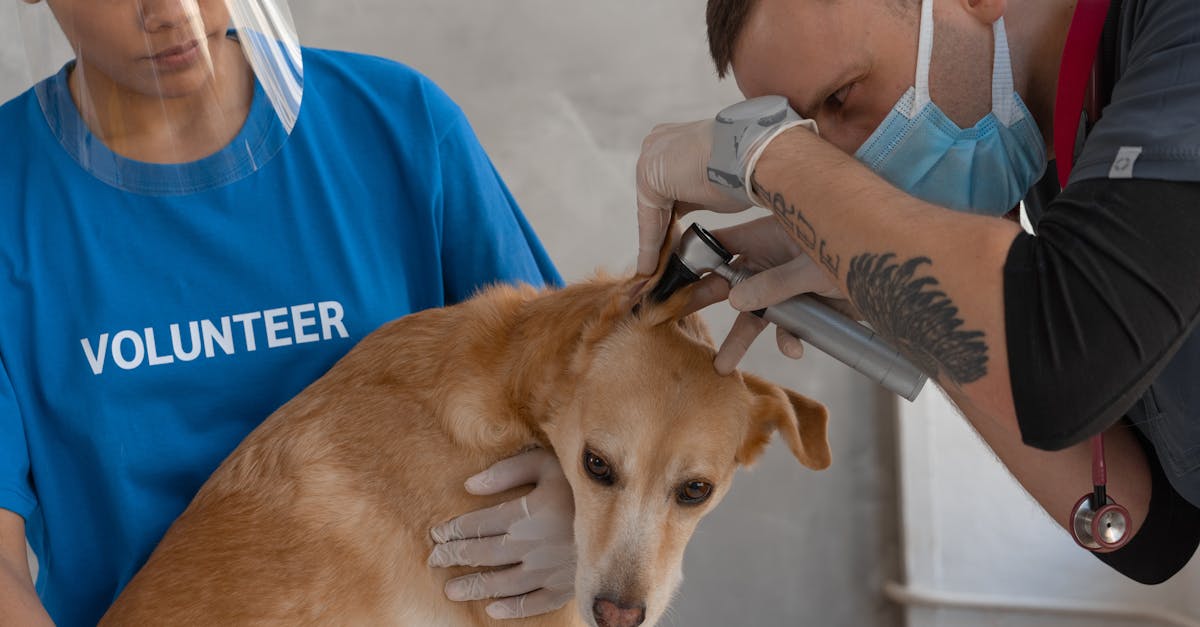Cat Ear Infections: Symptoms, Treatment, and Prevention