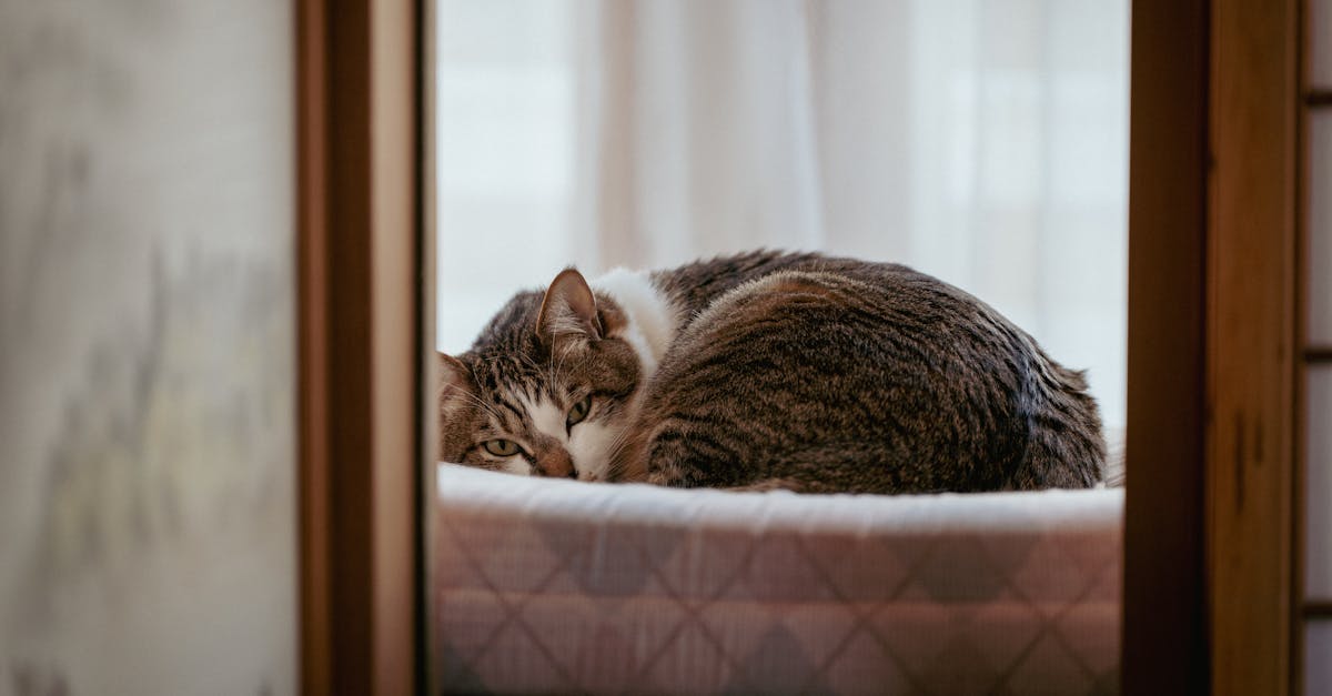 Euthanasia and End-of-Life Care for Cats