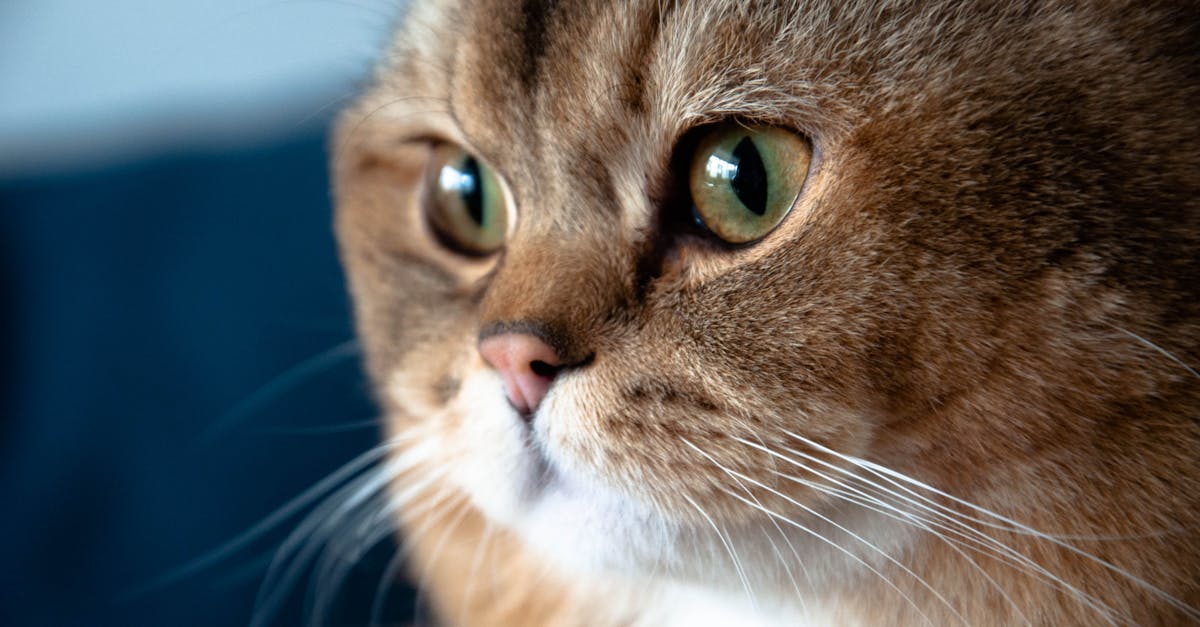 Cat Eye Problems: Common Issues and When to Worry