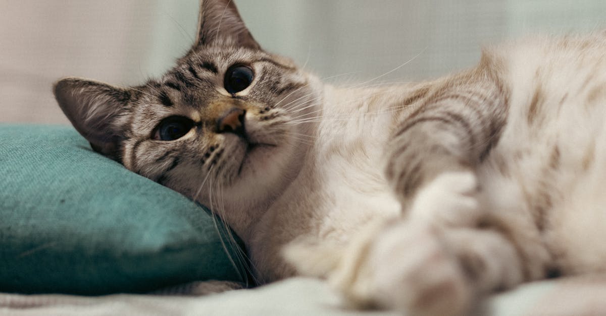 Cat First Aid Kit: Essential Supplies and Emergency Basics