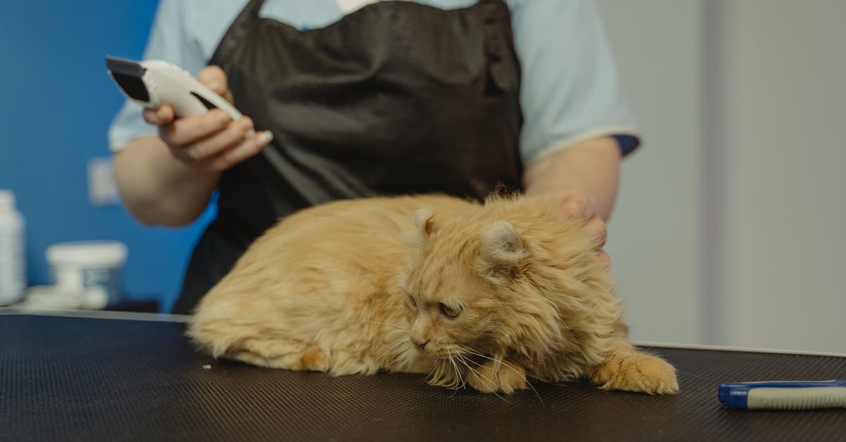 Cat Grooming: Health Benefits of Regular Grooming