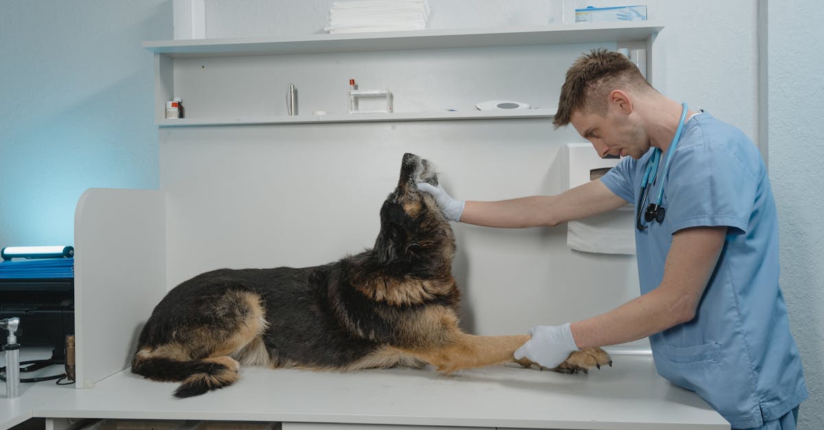 Cat Heart Disease: HCM and Other Cardiac Conditions