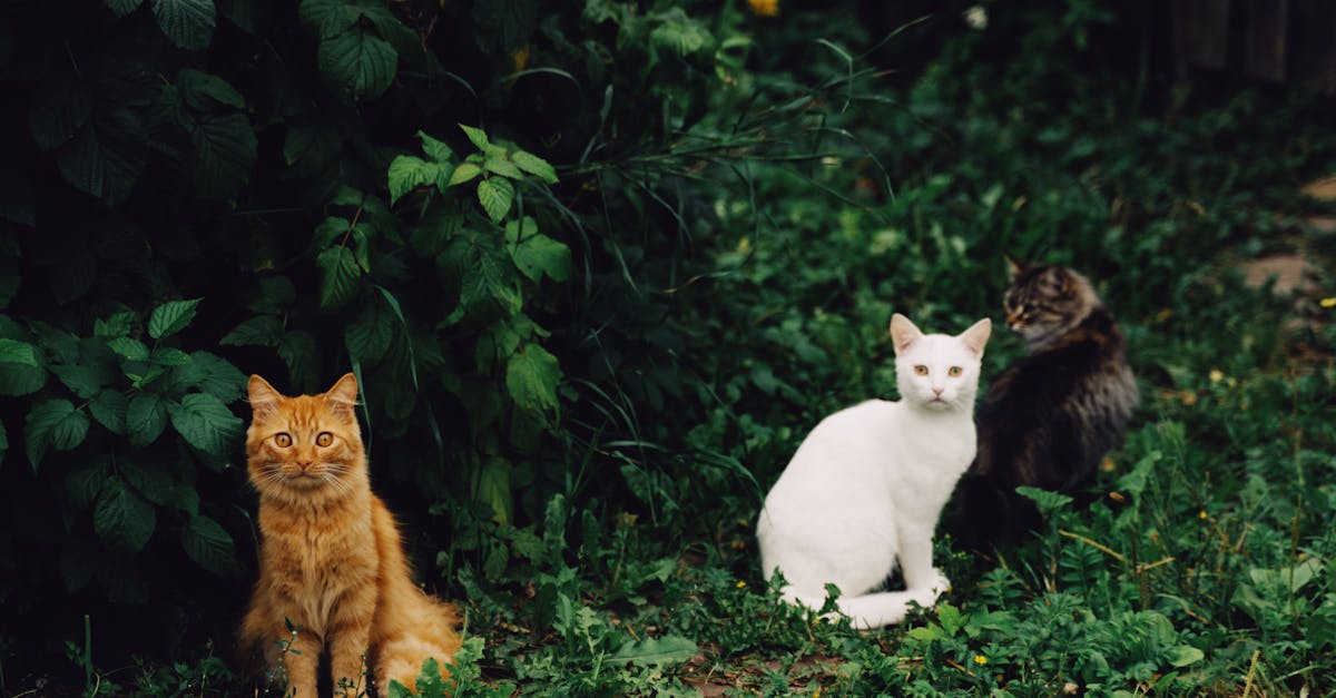 Cat Heartworm Disease: Prevention Is the Only Cure