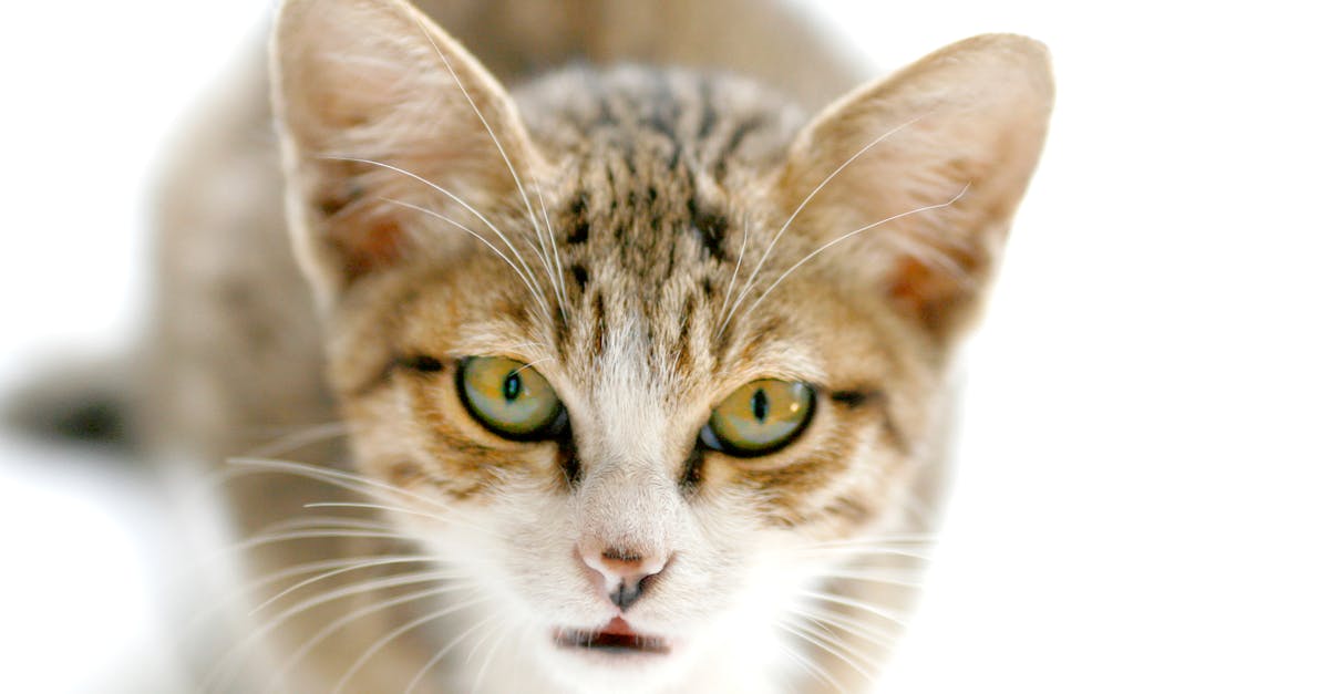 Cat High Blood Pressure: The Silent Organ Destroyer