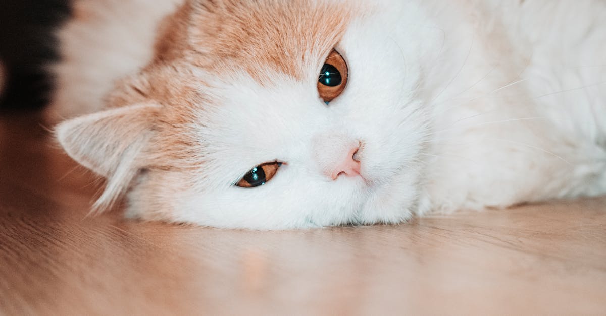 Hyperthyroidism in Cats: Complete Treatment Guide