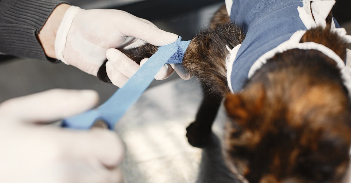 Cat Kidney Disease: Complete CKD Management Guide