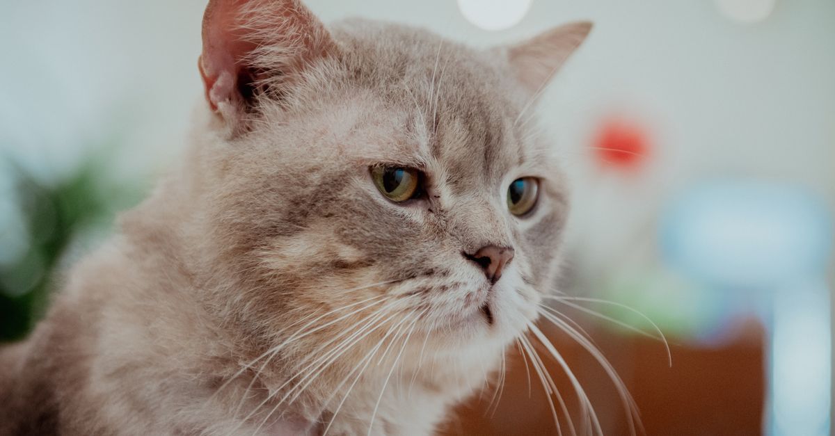 Cat Liver Disease: Hepatic Lipidosis and Beyond