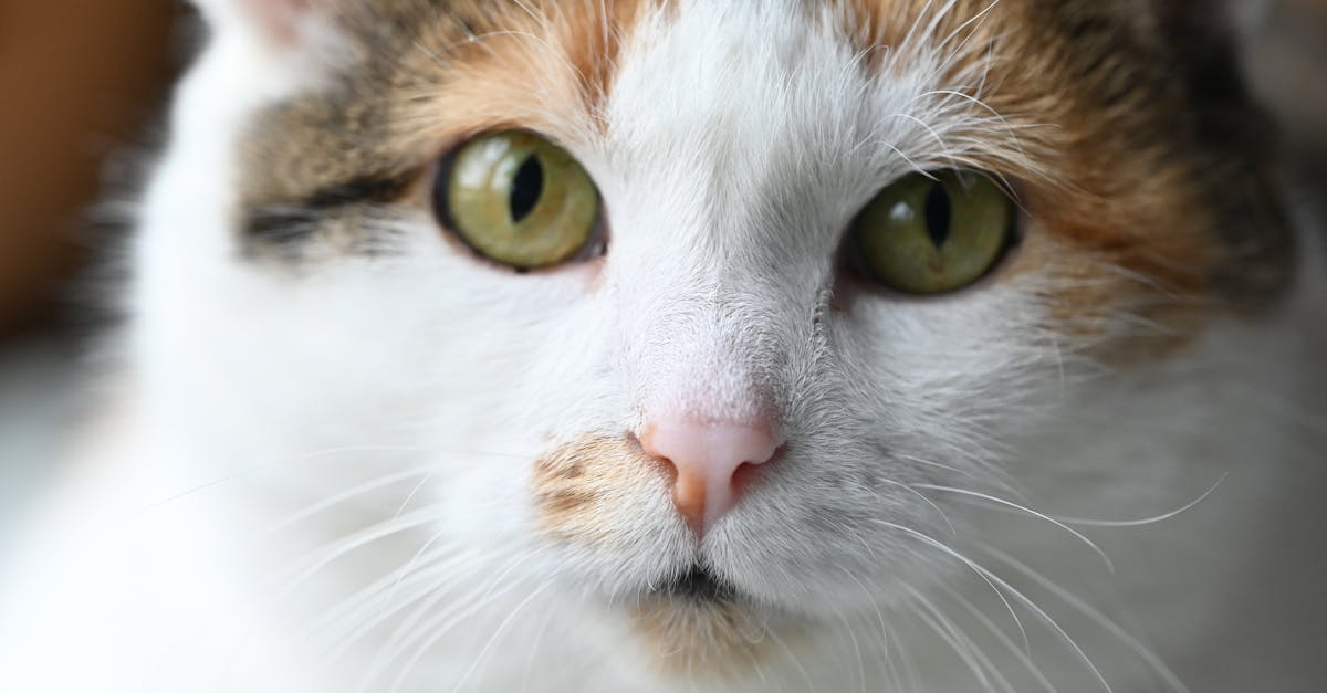 Cat Microchipping: Why Every Cat Needs One