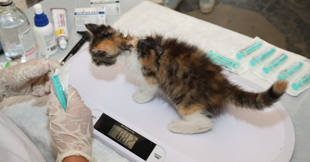 Cat Parasite Prevention: Fleas, Ticks, and Worms