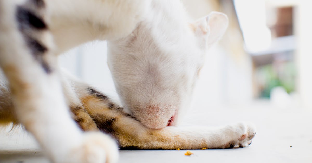 Ringworm in Cats: The Contagious Fungal Infection