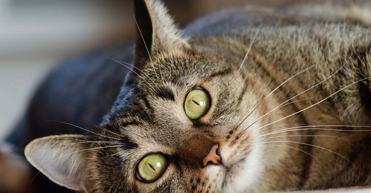 Cat Seizures and Epilepsy: Causes and Emergency Response