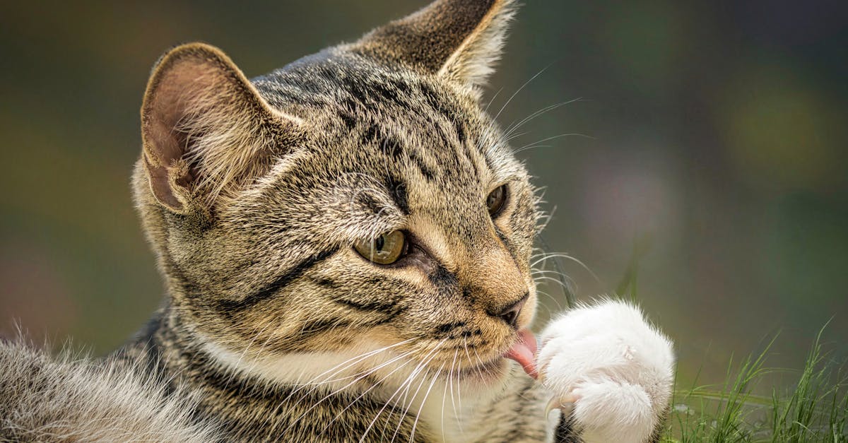 Cat Skin Problems: Allergies, Infections, and Hair Loss