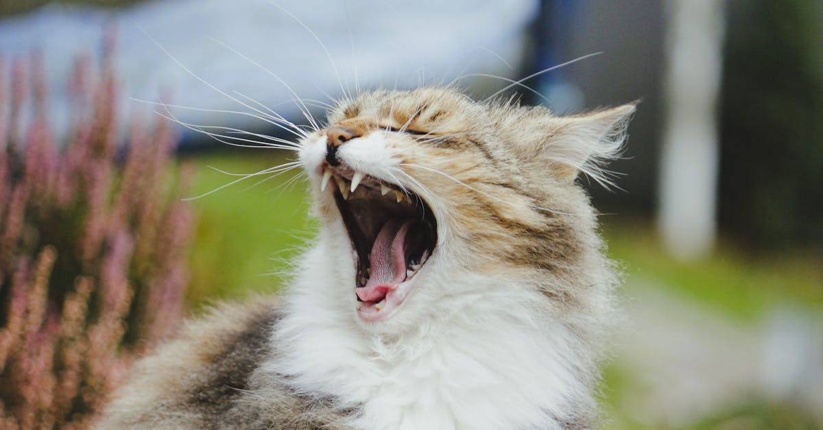 Cat Stomatitis: Severe Mouth Inflammation