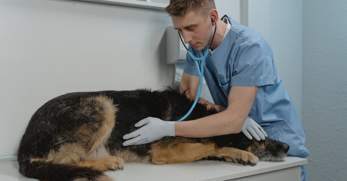 Cat Thyroid Problems: Beyond Hyperthyroidism