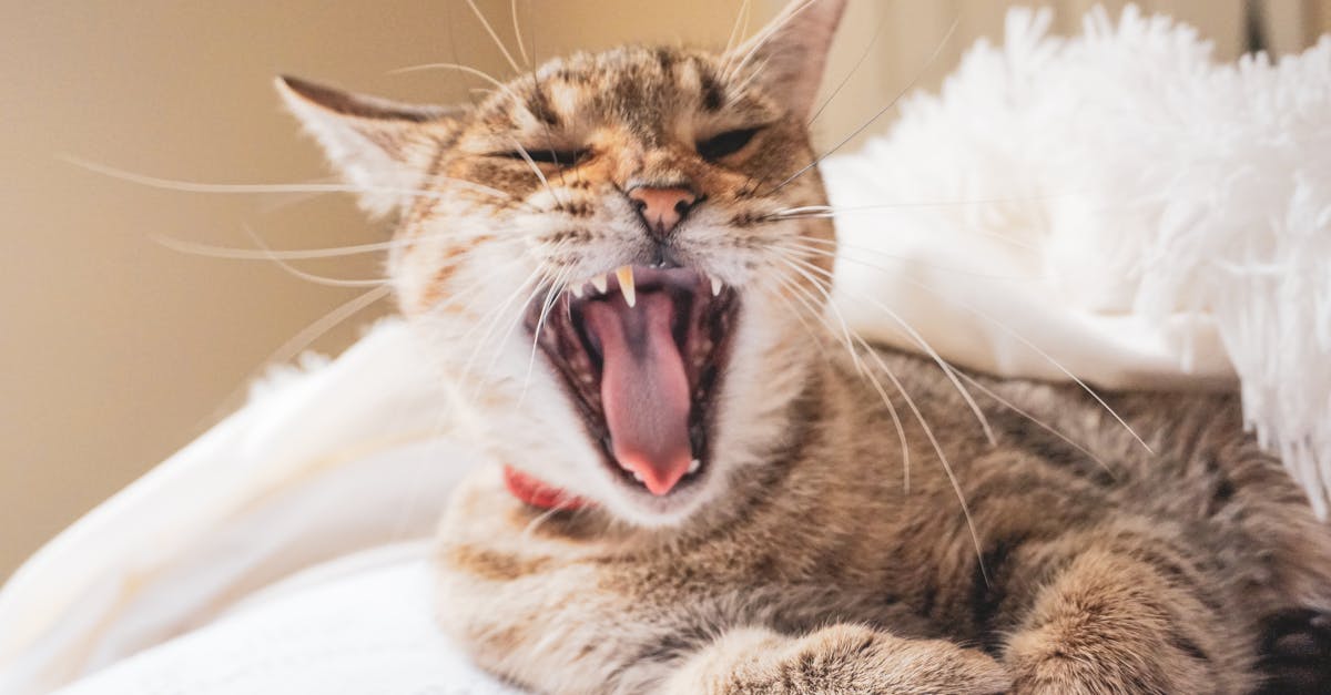 Cat Dental Resorption: The Hidden Tooth Destroyer